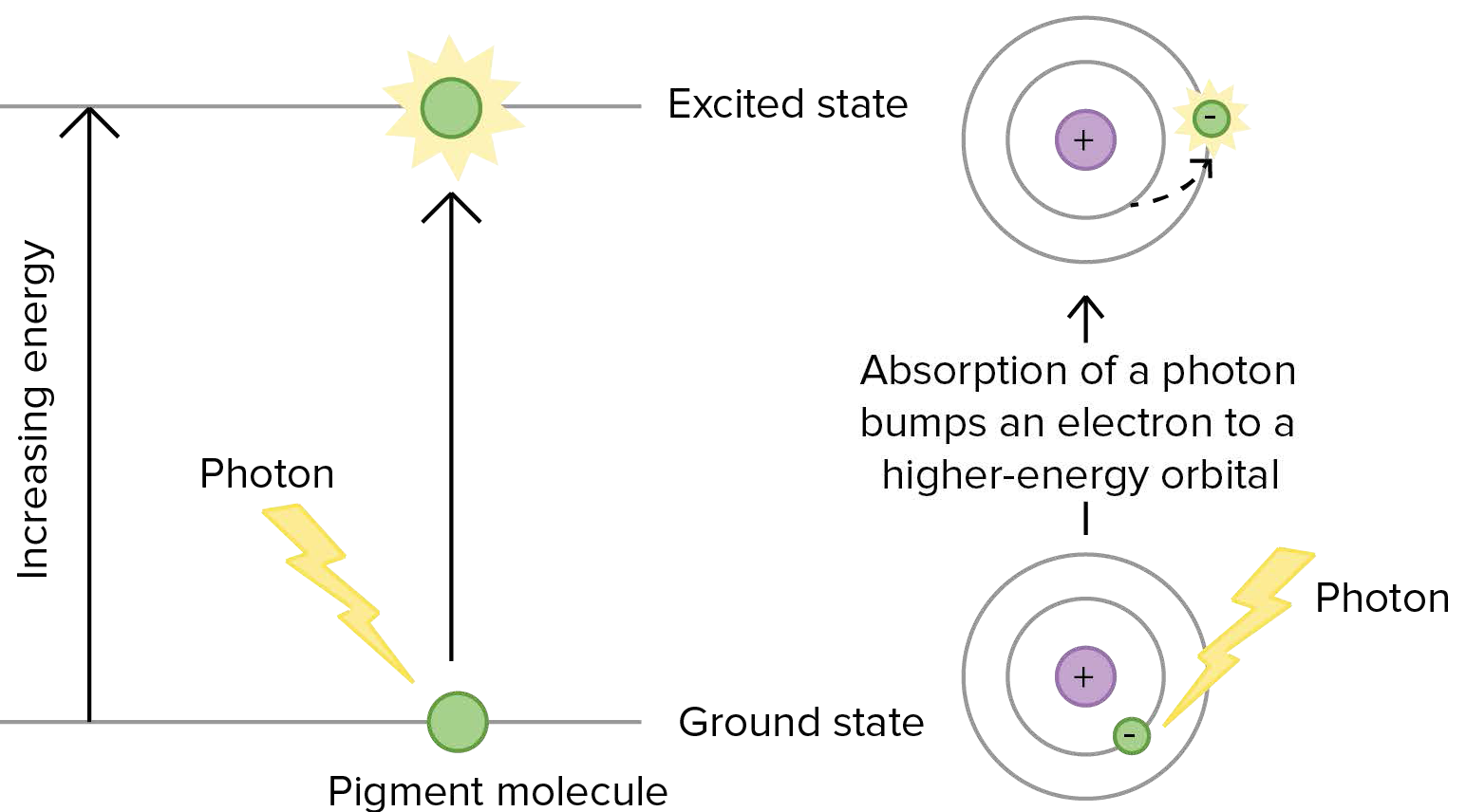 Chapter Photosynthesis Introduction To Molecular And Cell Biology