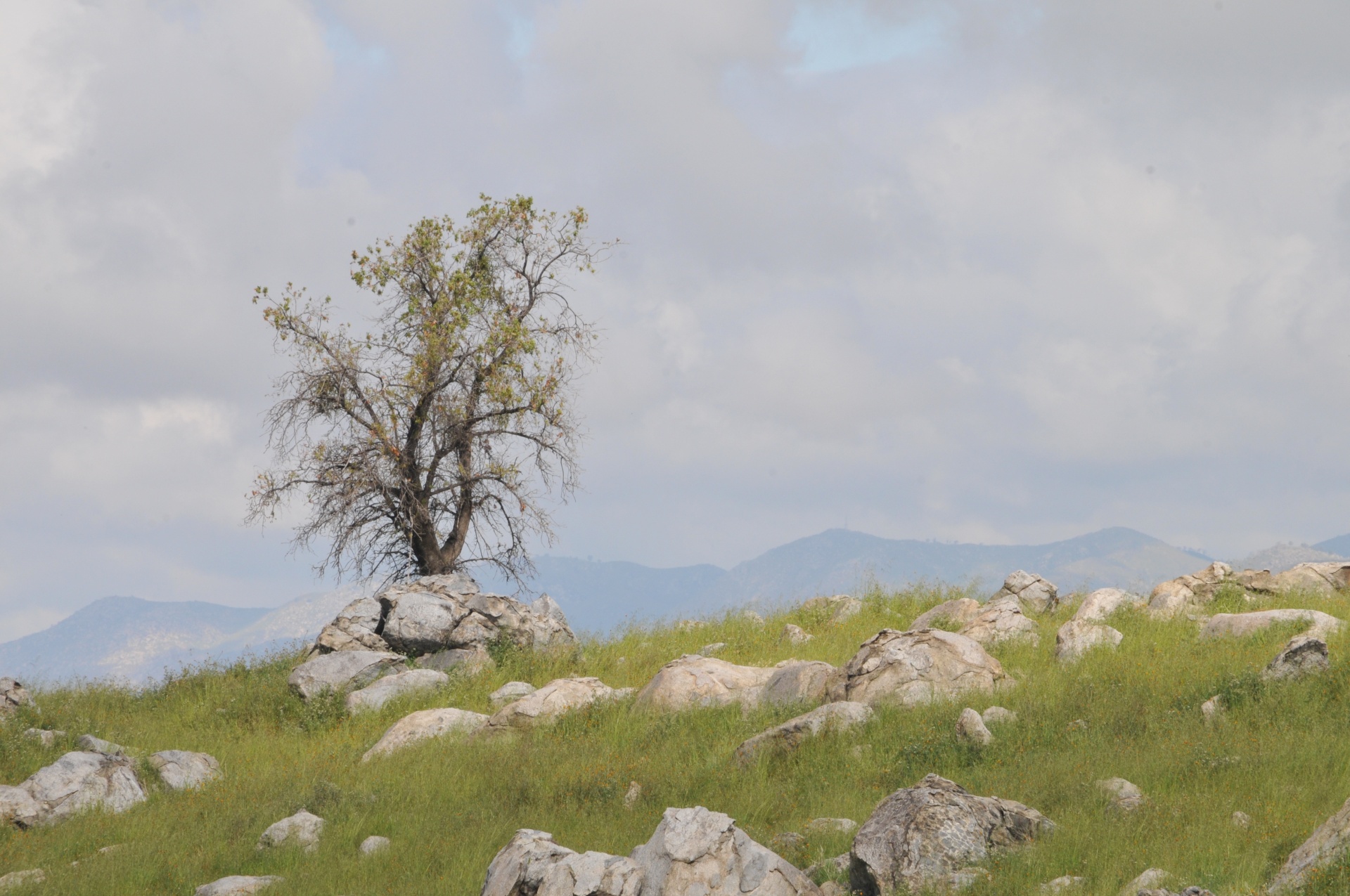 Rocks and a tree on a hillside. 