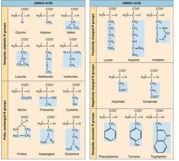 Chapter 3. Amino Acids & Proteins – Introduction to Molecular and Cell ...