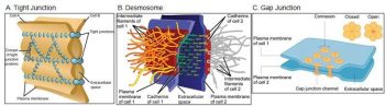 Chapter 7. Introduction to Cells – Introduction to Molecular and Cell ...