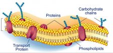 Chapter 4. Carbohydrates – Introduction To Molecular And Cell Biology