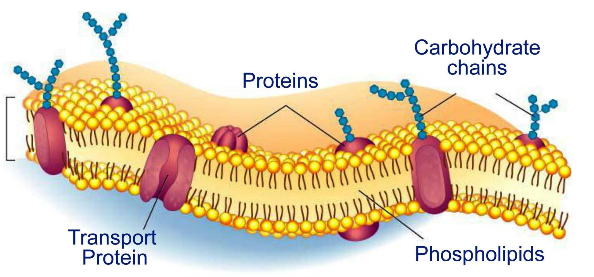 Наружная и внутренняя мембрана клетки. Структура клетки плазматическая мембрана. Фосфолипиды плазматической мембраны. Билипидный слой мембраны. Гликопротеины в клеточной мембране.