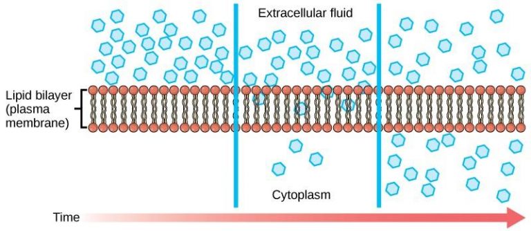 Chapter 8. Membrane Transport – Introduction to Molecular and Cell Biology