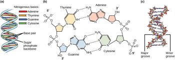 Chapter 5. Nucleotides & Nucleic Acids – Introduction to Molecular and ...