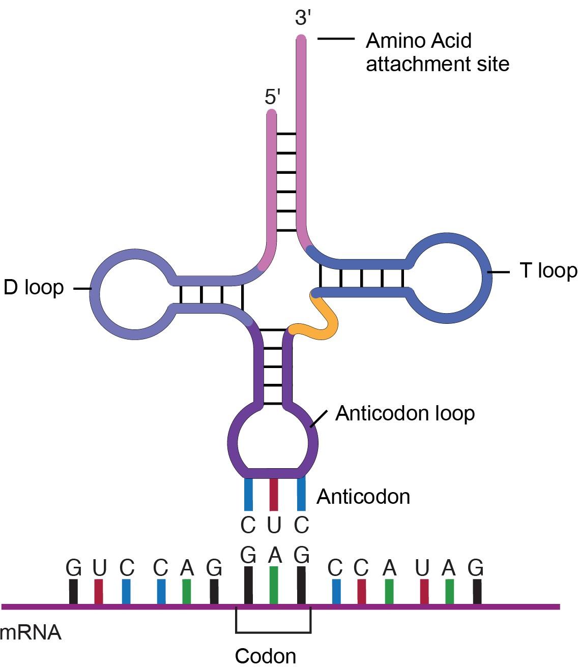 Молекула трнк. TRNA. T RNA. TRNA structure. Молекула ТРНК схематично.