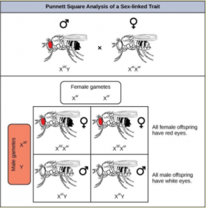 create a hypothesis related to whether plants have genetic material