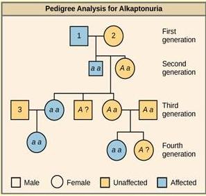 essay questions on mendelian genetics