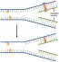 Chapter 14. Dna Replication – Introduction To Molecular And Cell Biology