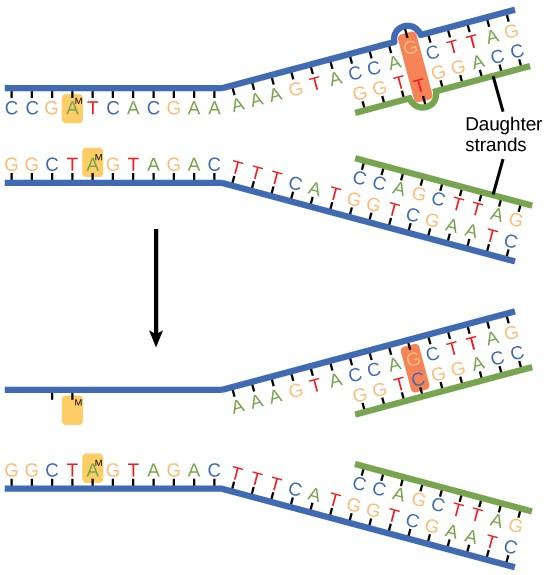 Chapter 14. DNA Replication – Introduction to Molecular and Cell Biology