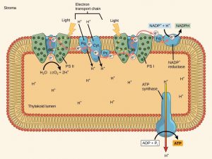 Introduction to Photosynthesis