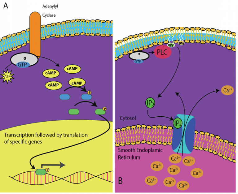 Chapter 9. Cell Communication – Introduction to Molecular and Cell Biology