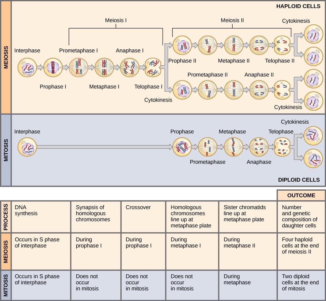 chapter-15-meiosis-sexual-reproduction-introduction-to-molecular-and-cell-biology