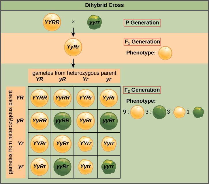 Mendel Genetics Punnett Square