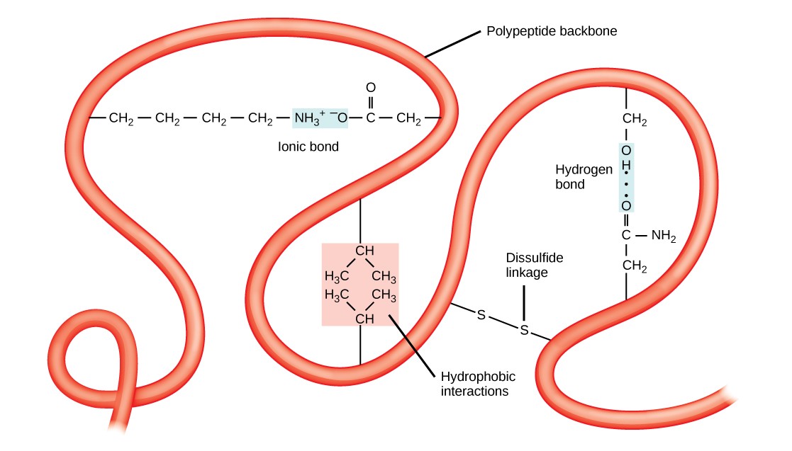 Chapter 3 Amino Acids And Proteins Introduction To Molecular And Cell Biology 