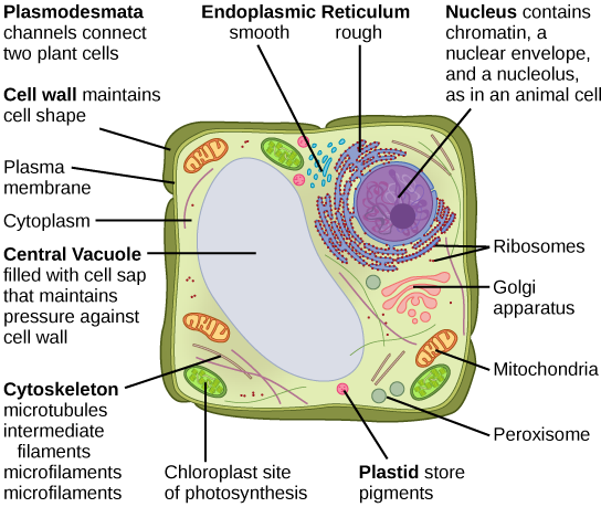 chloroplast, their discovery and different shapes in cell: Cell lecture 11  Part A 