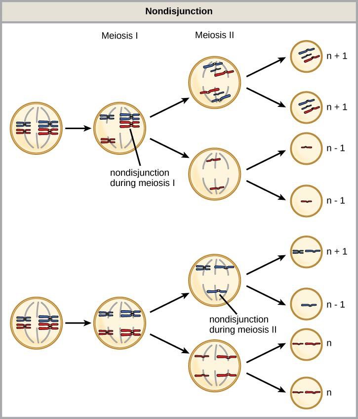 Chapter 15 Meiosis And Sexual Reproduction Introduction To Molecular And Cell Biology 