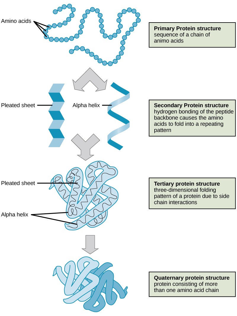 Chapter 3. Amino Acids Proteins Introduction to Molecular and