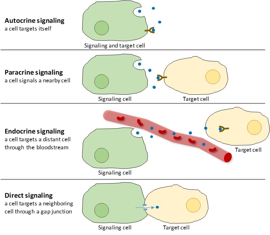 3-stages-of-cell-signaling-darrellknoekirk