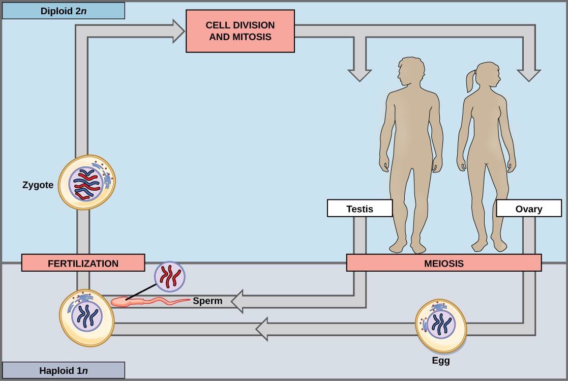 Chapter 15 Meiosis And Sexual Reproduction Introduction To Molecular And Cell Biology 5969