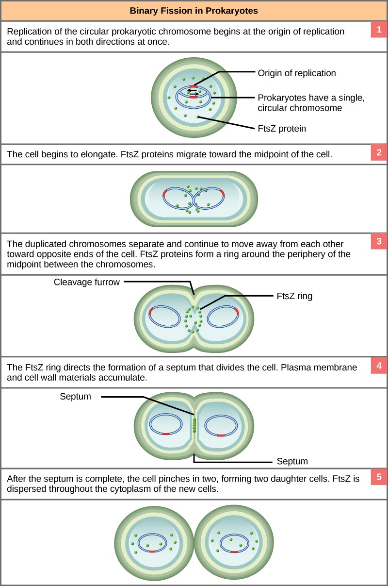 binary fission meaning