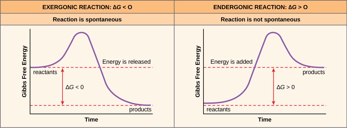 Question Video: Identifying Whether Energy Is Being Released or Absorbed by  Reactants Reacting in a Reaction Profile