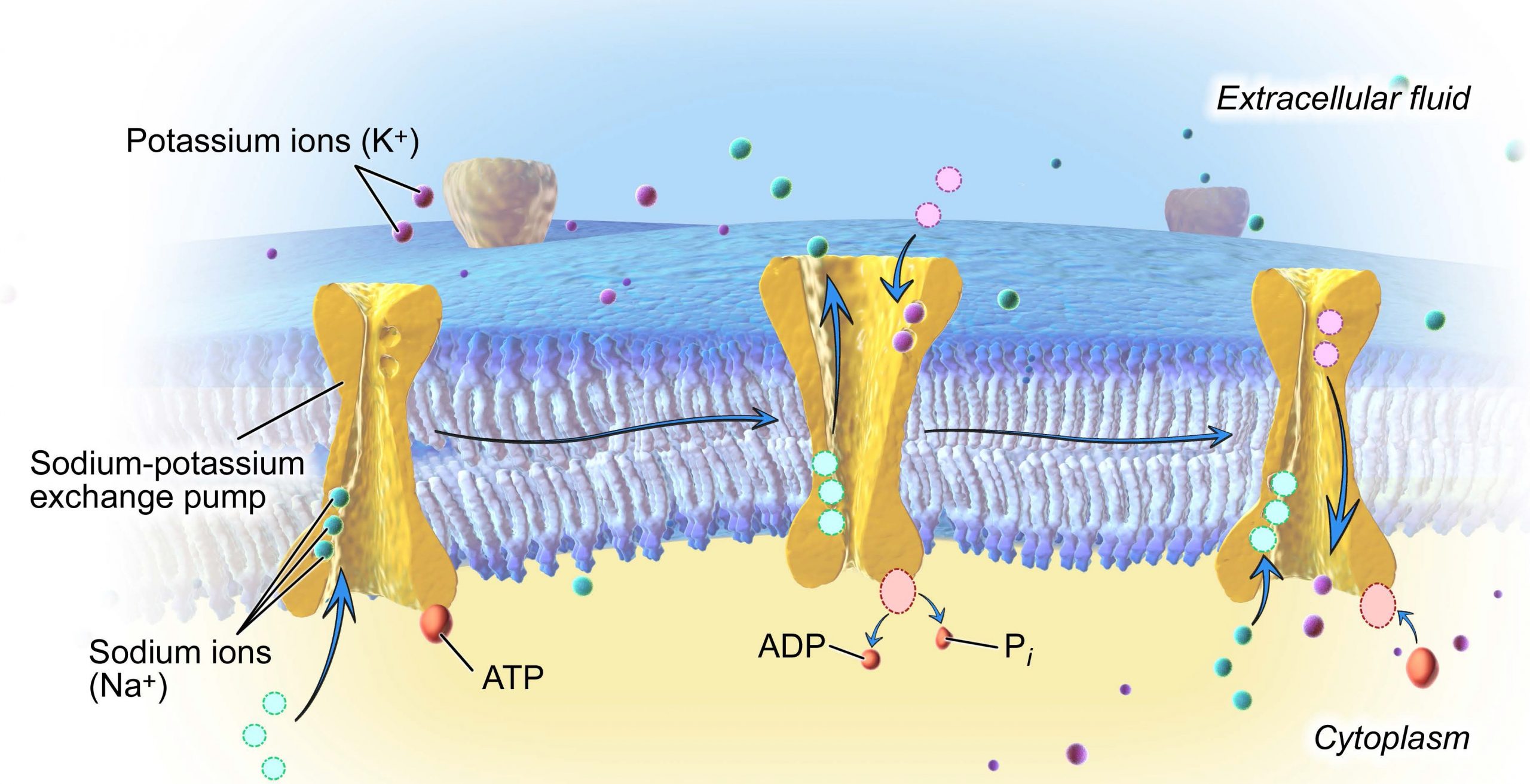 Kind Of Transport Across A Membrane Does Not Require Energy - Free Word ...