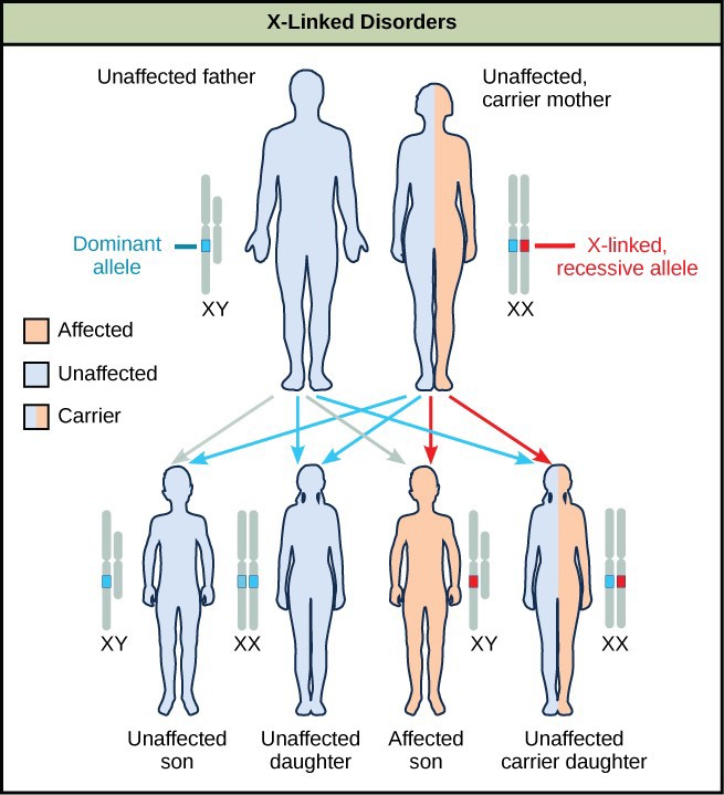 Chapter 18 Mendelian Genetics Introduction To Molecular And Cell Biology 2577