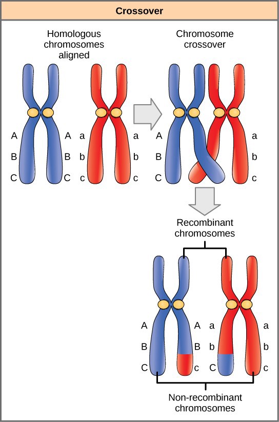 Chapter 18. Mendelian Introduction to Molecular and Cell Biology