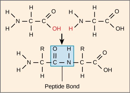 dehydration synthesis