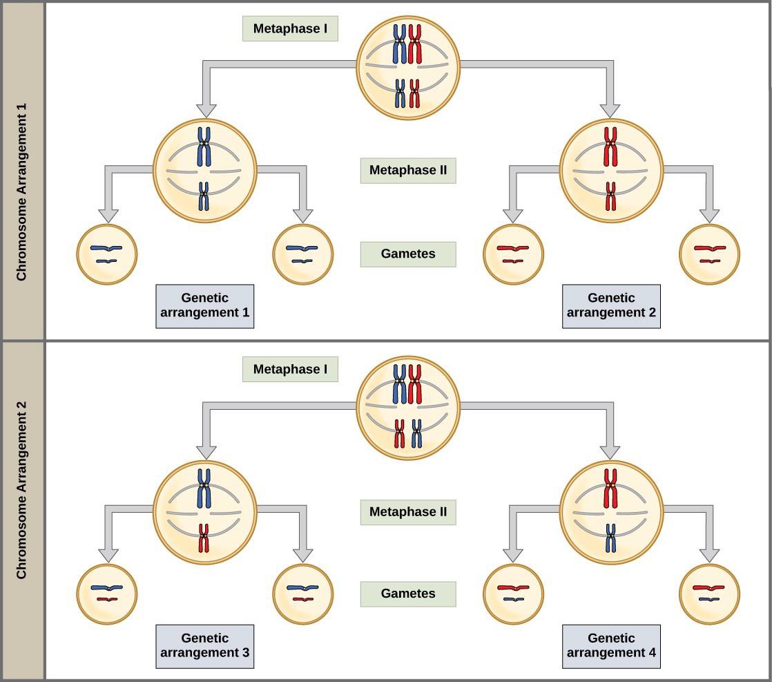 Chapter 15 Meiosis And Sexual Reproduction Introduction To Molecular And Cell Biology 