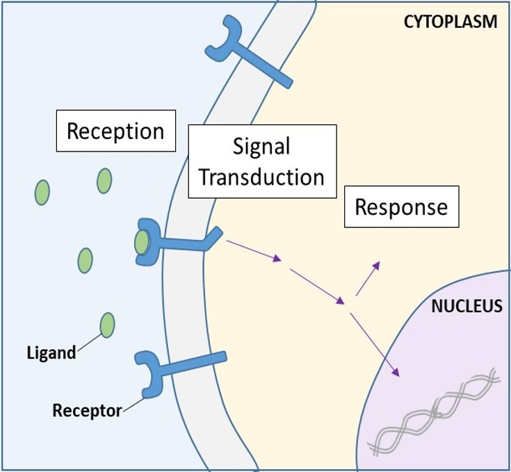 Chapter 9 Cell Communication Introduction To Molecular And Cell Biology