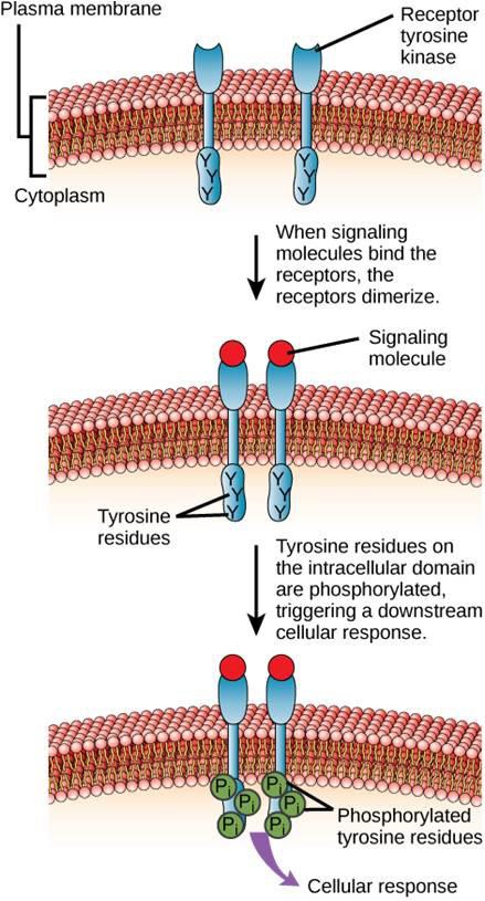 Chapter 9. Cell Communication – Introduction to Molecular and Cell Biology