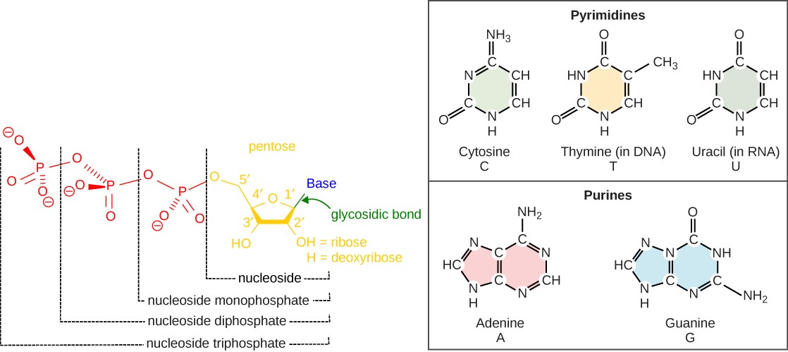 chapter-5-nucleotides-nucleic-acids-introduction-to-molecular-and