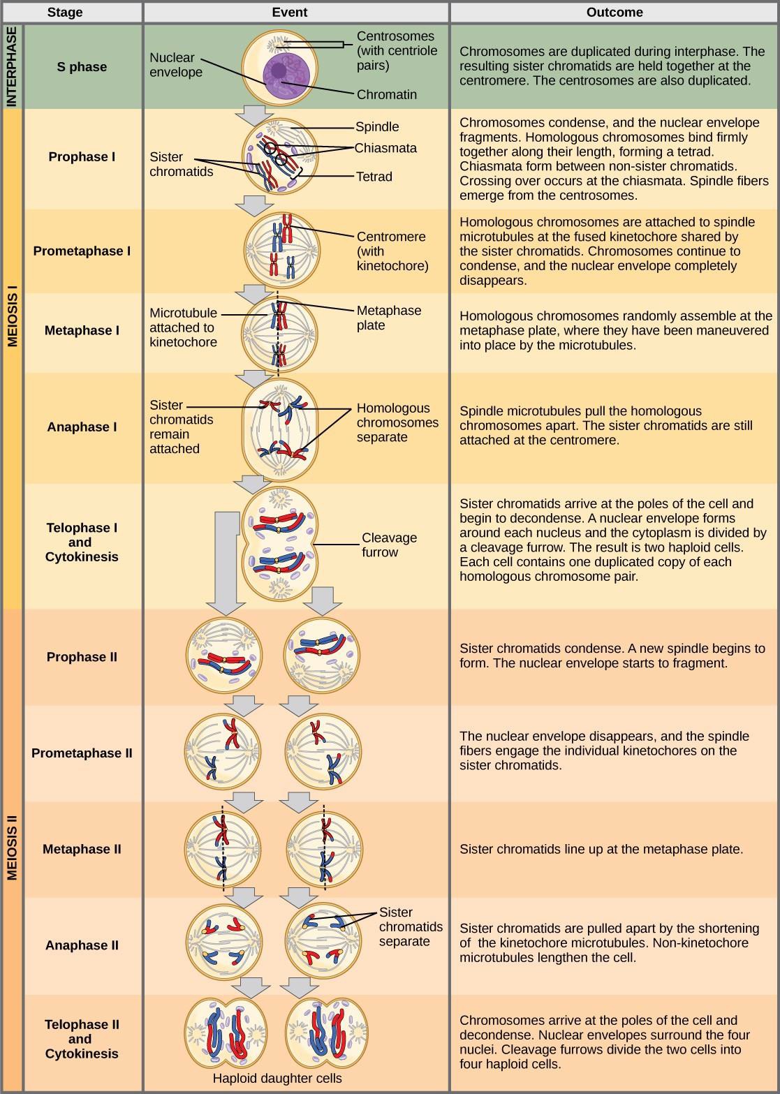 Chapter 15 Meiosis And Sexual Reproduction Introduction To Molecular And Cell Biology