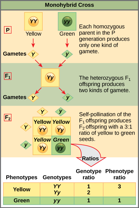 Chapter 18 Mendelian Genetics – Introduction To Molecular And Cell Biology