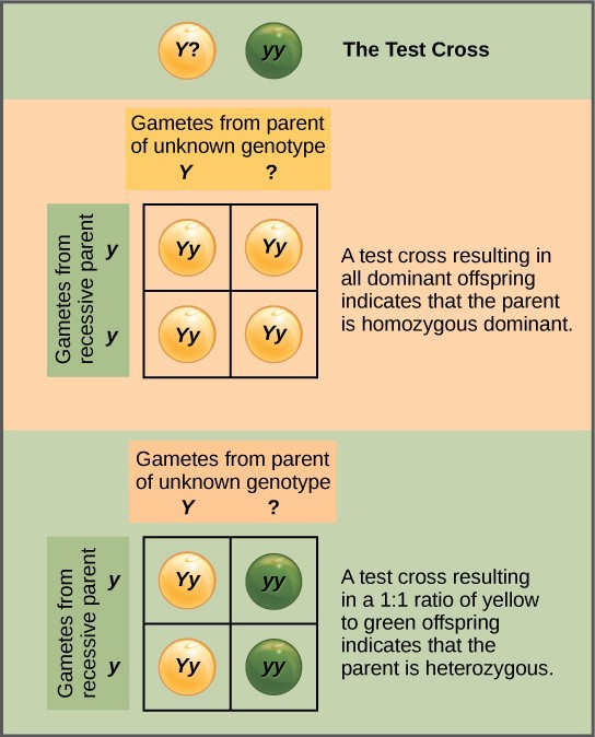 chapter-18-mendelian-genetics-introduction-to-molecular-and-cell-biology