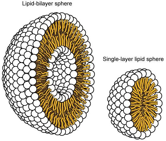 Chapter 8. Membrane Transport – Introduction to Molecular and Cell Biology