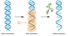 BrdU assay – Encyclopedia of Biological Methods