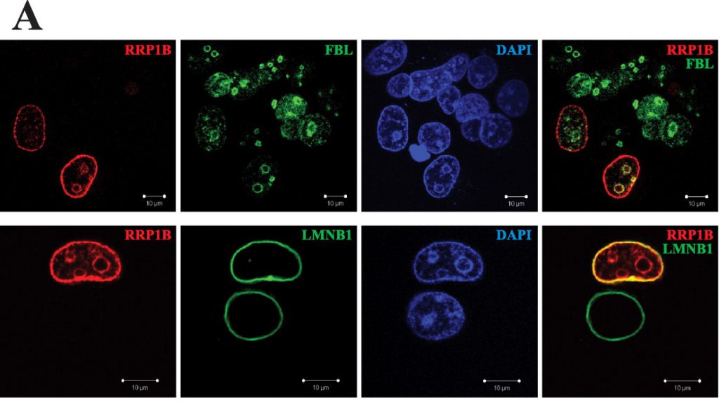 Eight immunofluorescence images. Image description available.