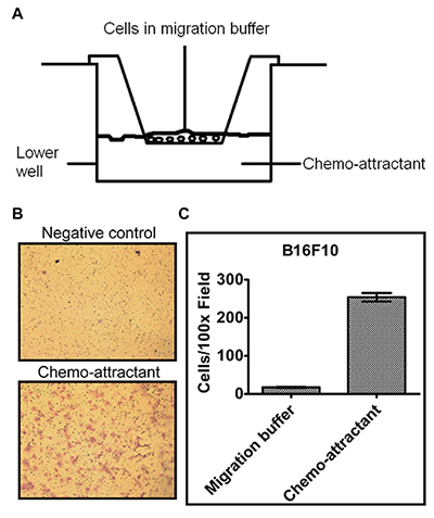 Schematic and results of a transwell assay. Image description available.