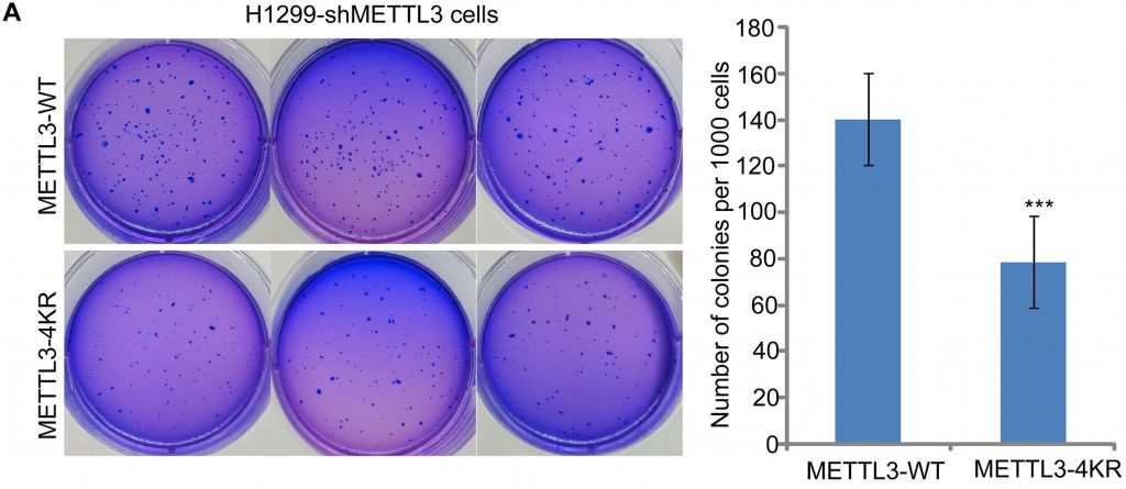 Colony formation assay. Image description available.