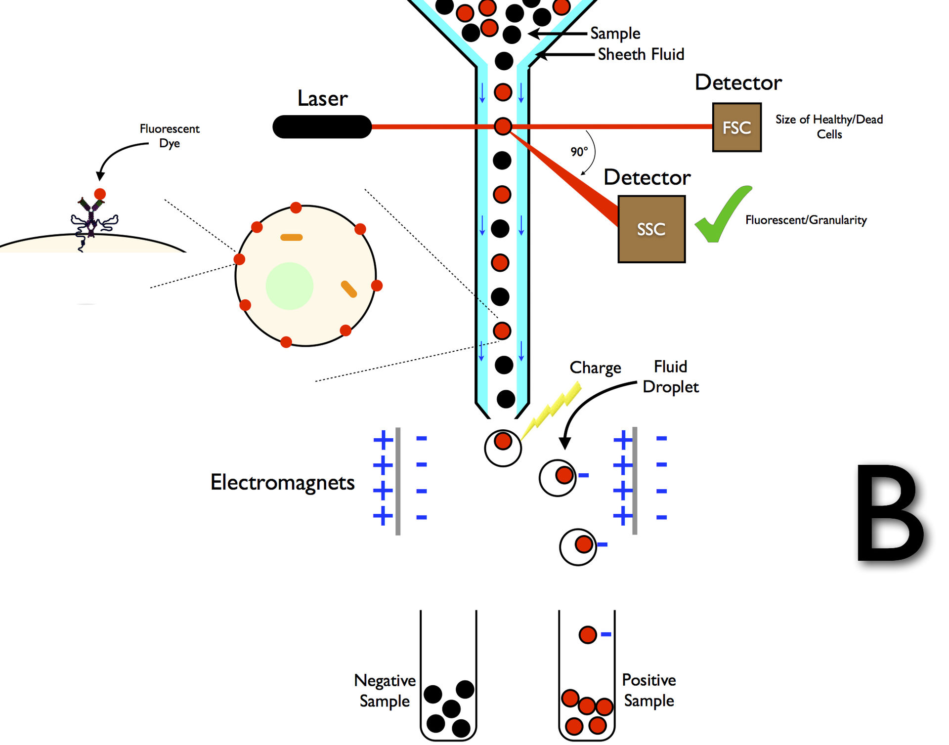 Schematic of FACS method. Image description available.