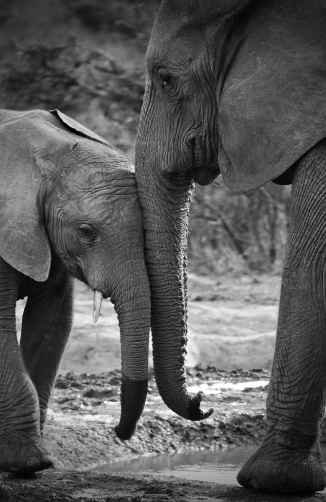 A black and white photograph of a mother and baby elephant nuzzling trunk to trunk.
