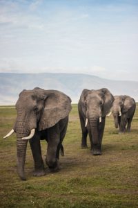 Photograph of three grey elephants walking on green grass.