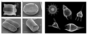 12.3 Biogenous Sediments – Introduction to Oceanography