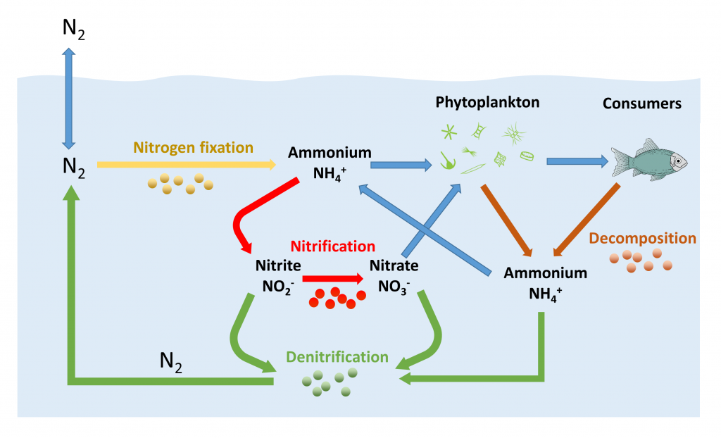 5.6 Nitrogen and Nutrients Introduction to Oceanography