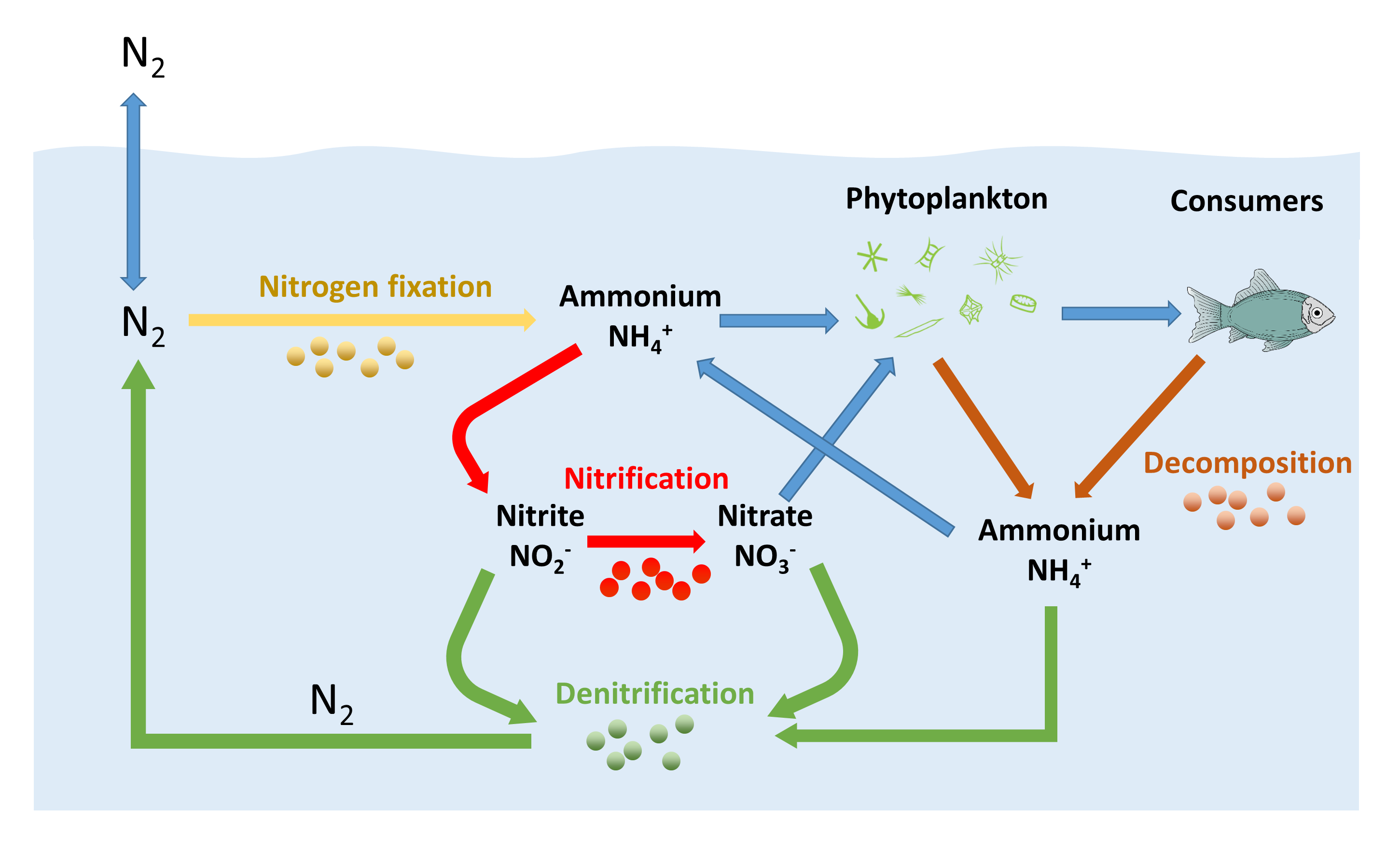 Draw a well labelled diagram of nitrogen fixation - Science - Crop  Production and Management - 12835967 | Meritnation.com