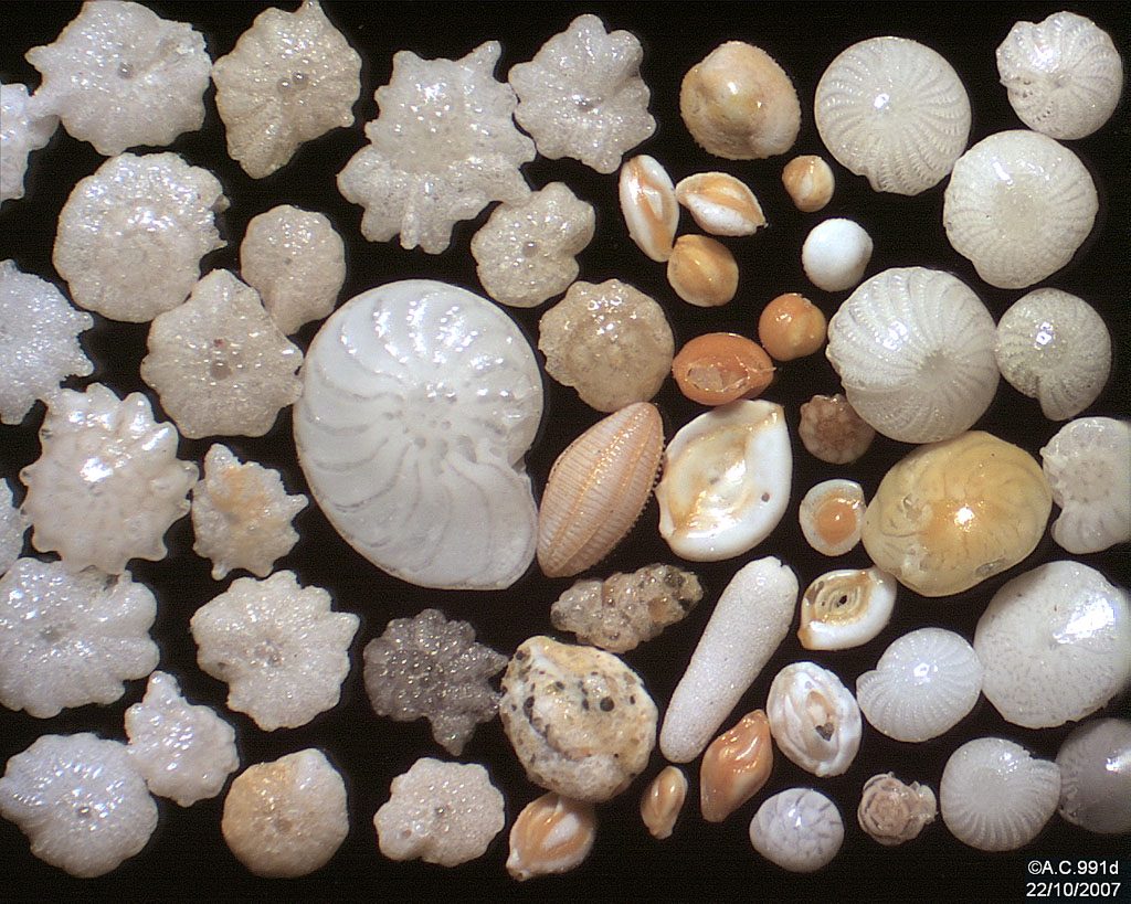 sediments foraminifera copyleft myanmar gfdl gnu