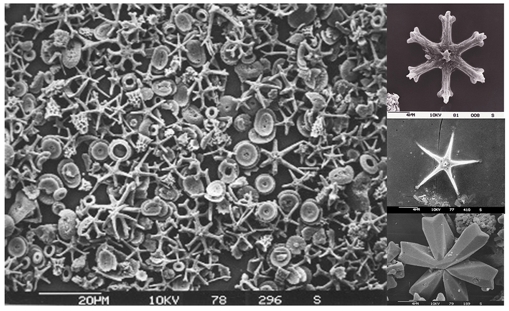 12.3 Biogenous Sediments – Introduction to Oceanography