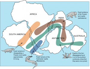 4.1 Alfred Wegener and the Theory of Plate Tectonics – Introduction to ...